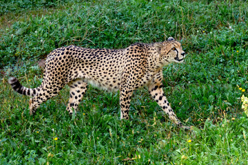 Cheetah walking across the meadow
