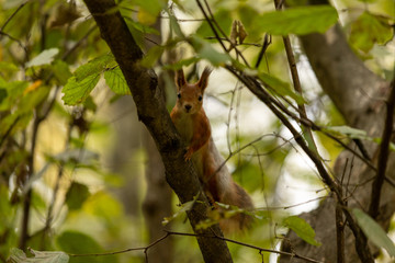 Squirrel in the autumn forest on a tree