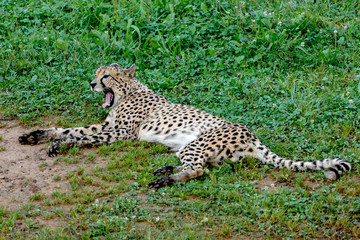 Cheetah walking across the meadow