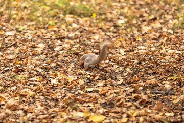 Squirrel in the autumn forest