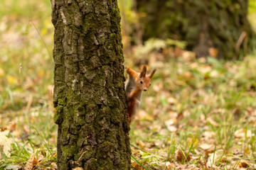 Squirrel in the autumn forest on a tree
