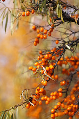 Branch with sea buckthorn berries and yellowing leaves on a background of yellow trees