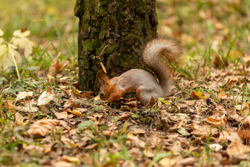 Squirrel in the autumn forest