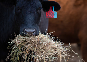 Cow eating hay © Carrie