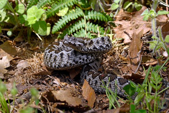 Europ&auml;ische Hornotter (Vipera ammodytes) in Abwehrhaltung, Griechenland - nose-horned viper, Greece