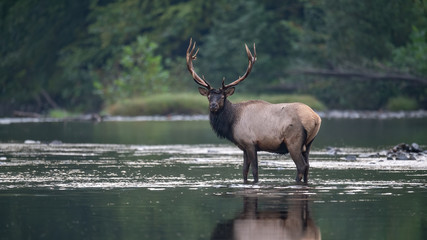 Bull Elk crossing a stream.