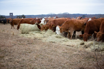 Fototapeta na wymiar Cows fed hay in winter