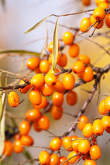 Branch with sea buckthorn berries and yellowing leaves on a background of yellow trees