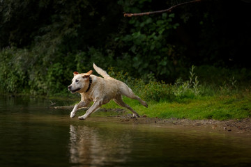 Hund im See