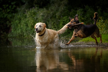 Hund im See