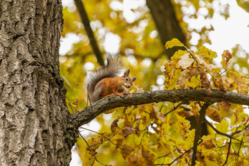 Squirrel with a nut in the autumn forest on a tree