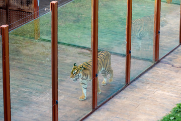 Tiger locked in a glass cage