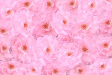 floral background with roses