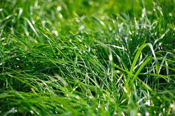 close-up photo of green high lawn