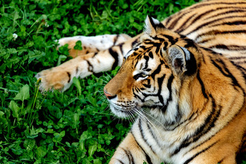 Amazing tiger