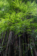 Naklejka na ściany i meble Bamboo tree