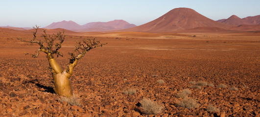 A Cobas Tree in the Stunning Landscape of Damaraland, part of the Erongo Region of Namibia