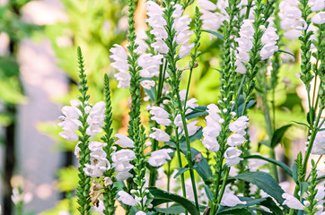 White Physostegia virginiana, Crown of Snow, bushes of wild white flowers, Crystal Peak White.