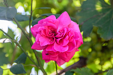 Pink rose flower, green branch plant, bokeh background.
