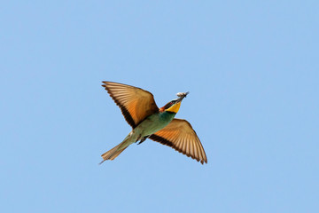European bee-eater Merops apiaster in flight under blue sky with insect in beak. Cute exotic colorful bright bird in wildlife.
