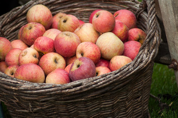 Naklejka na ściany i meble Closeup of organic red apple in a wooden basket