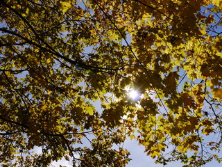 beautiful golden leaves in autumn at a bright sunny day with blue sky