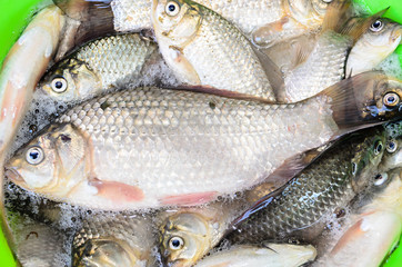 Bunch of silver Carassius fishes, ready to cook, close up