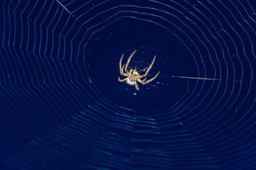 Small spider eating a green bug, white spiderweb net, close up eyes