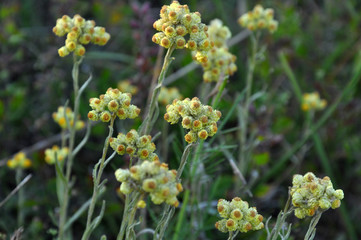 Fototapeta premium In the wild, the blooms immortelle (Helichrysum arenarium)