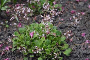 Closeup saxifraga urbium known as London pride with blurred background in garden