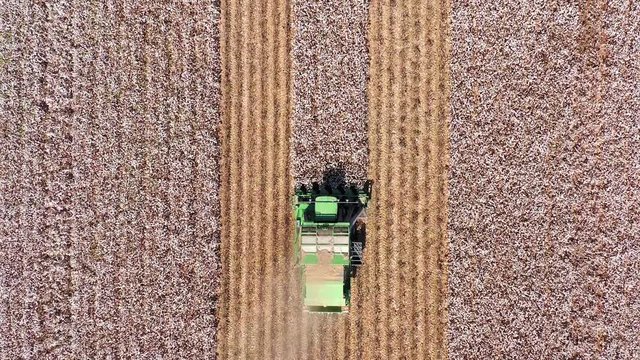 Top down aerial footage of a Large Cotton picker harvesting a field.