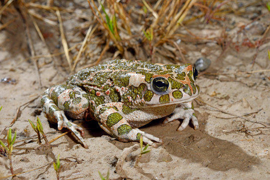 Wechselkr&ouml;te (Bufotes viridis - Bufo viridis) - green toad
