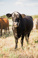 Cow in field