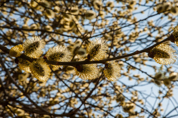 spring