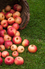 Closeup of organic red apple falling from wooden basket