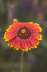 Flower after rainstorm