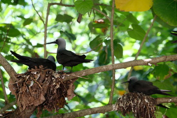 Birds nests on Cousin Island