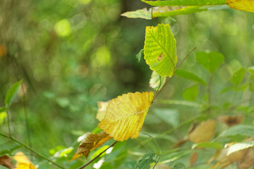 Native vine called Trumpet Creeper - Campsis Radicans leaves drying in autumn season at Belgrad Forest in Turkey.