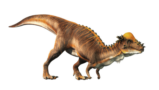 Dinosaurs Pachycephalosaurus Dinosaurs Pachycephalosaurus