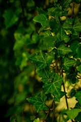 Wenn die Natur sich langsam alles wieder holt.