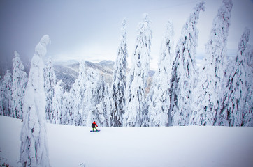 magical ski slope with snowy firs, Poiana Brasov, Romania