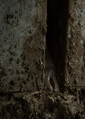 Cow in squeeze chute on muddy winter day