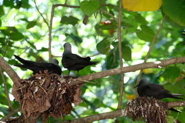 Birds nests on Cousin Island