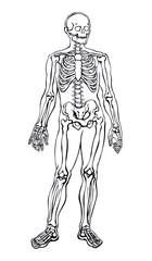 Fototapeta na wymiar Human skeleton. Vector schematic drawing