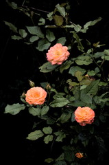 Fresh roses on a dark background