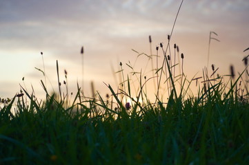 Fototapeta premium Sunrise at the grass of a meadow in a lightly cloudy morning