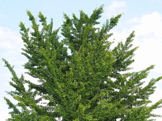 Fototapeta premium Ginkobaum - Extrakte für die Naturheilkunde