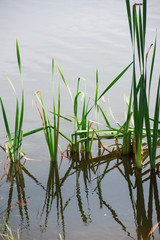 Vertical background with plants in calm still water