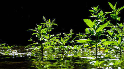 Vegetación de río sobre fondo negro