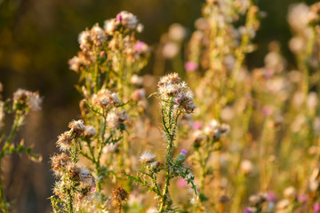 Flowers of burdock on the meadow in forest in autumn evening, closeup view